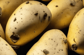 Unleashing the Secrets: Exploring Fascinating Facts About Potatoes